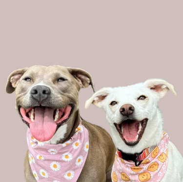 Pups
