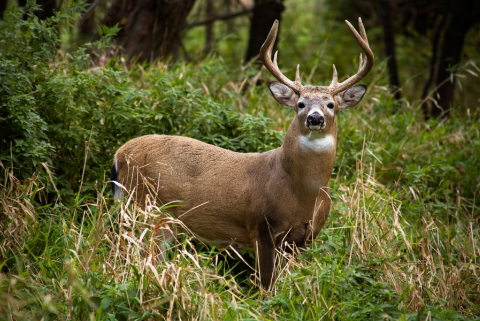 deer in field